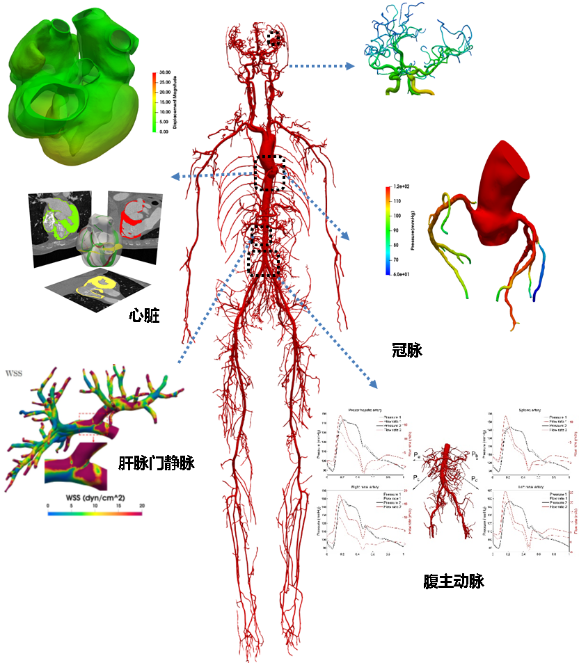 血流动力学数值模拟